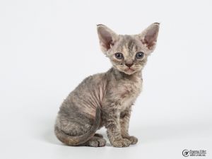 Funny purebred Devon Rex female kitten