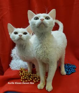 2 Devon Rex Male Kittens Heathly & Affectionate TICA & References