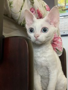 Hypoallergenic Devon Rex KITTY (female)