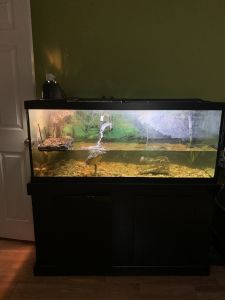 Full Turtle Aquarium