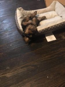 I have yorkie pups for sale at giveaway price... cutes lovely yorkie p