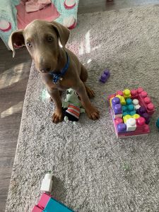 Rare fawn color Doberman (male) puppy