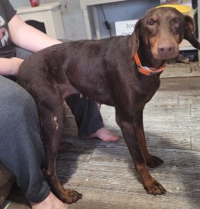 3 yr old female Doberman READ ENTIRE POST