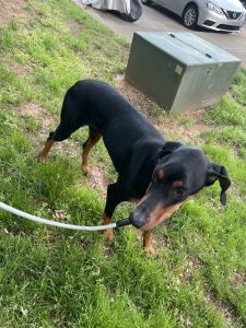 Selling the Doberman pincher name Mia she’s trained