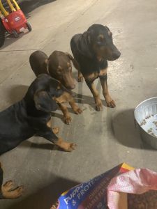 Doberman females