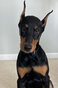 Doberman for sell