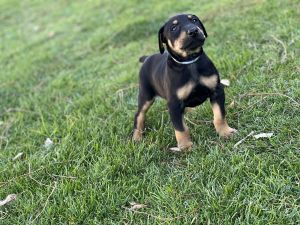 Doberman Puppies