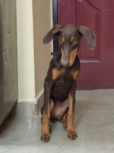 Dobberman female for sale