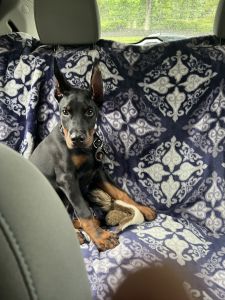 5 Month Male Doberman Pinscher