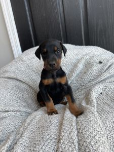 AKC Doberman Pinschers