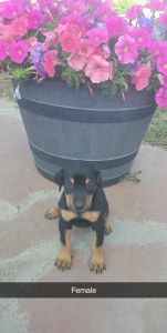 Doberman puppies