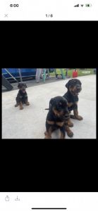 Doberman pups