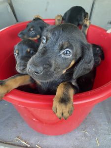 AKC Doberman puppies ready now