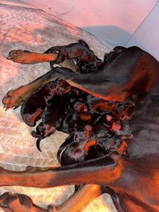 European Doberman Pinschers