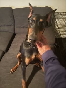 Doberman for sale
