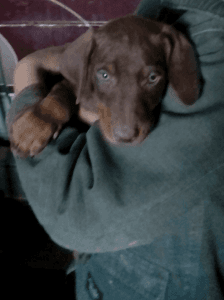 Doberman pinscher puppies
