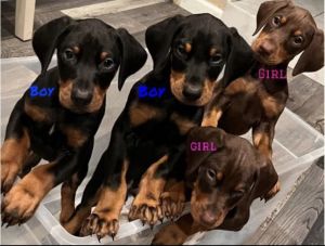 Doberman Pincher Puppies