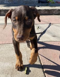 Doberman Puppy