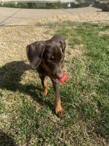 9 months old Doberman pinscher puppy<3