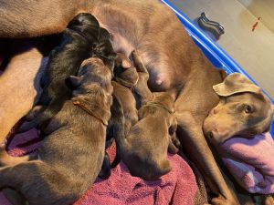 Full breed Doberman pincher puppies