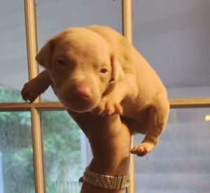 Doberman Female DOB 7.7.23