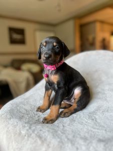 AKC Doberman puppies