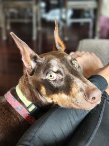 Looking for a new loving home