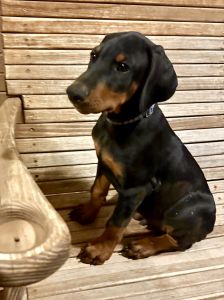 Purebred Doberman Puppy