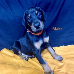 Male Full European Doberman