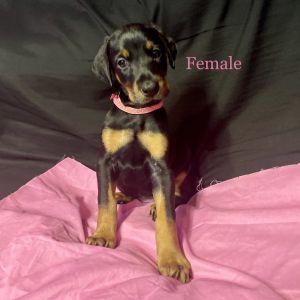 Female Full European Doberman
