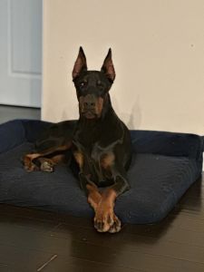 European Doberman