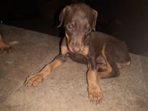 American Doberman for sale in Nagpur Maharashtra