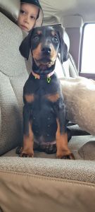 Female Doberman