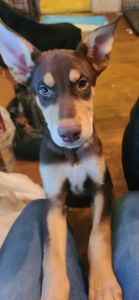 Doberman Pinscher Siberian Husky Mix Male