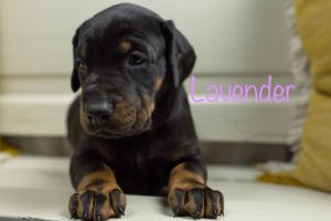 Doberman puppies for sale