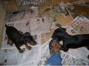 AKC doberman Pinscher female pups ready to go!…
