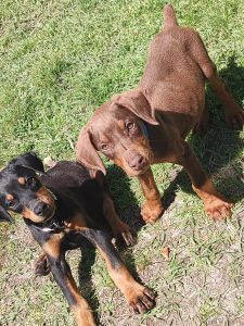 2 puppies 1 female and 1 males