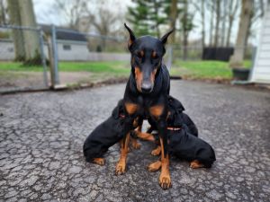 Doberman Pups for sale