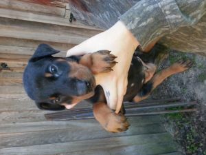 Doberman puppies for sale
