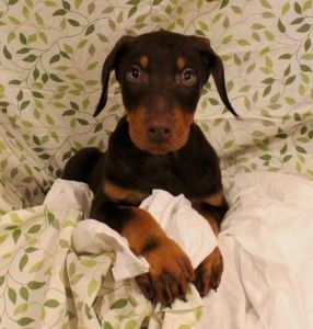 Doberman Pinscher puppies available for adoption