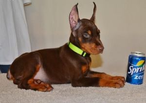 Beautiful Doberman Pinscher puppies for sale.