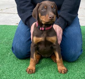 AKC Registered Doberman Puppies – Males & Females Ready for Loving Hom