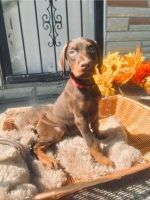 AKC European Dobermans Girls