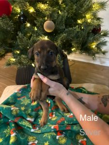 Doberman/Shepard puppies