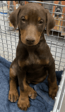 Rehoming Red Doberman Puppies