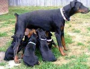 Doberman Pinscher puppies available.