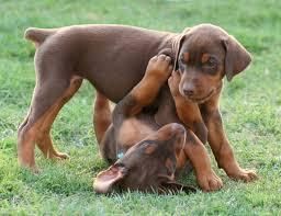 Loyal Doberman Pinscher Puppies
