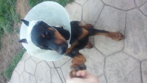 akc doberman full blooded pups with ears cropped