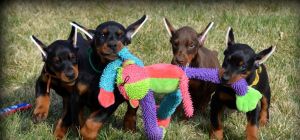 Dorberman Puppies