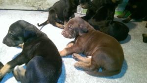 Dorberman Puppies Available